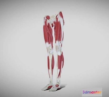 1522960 - PBR Game 3D Models - Female Lower Limb Anatomy 3D Max