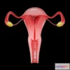 1522964 - PBR Game 3D Models - Female Reproductive System 3D Max