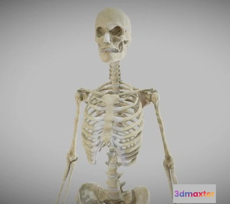 1522968 - PBR Game 3D Models - Female Skeletal System (Skeleton) 3D Max