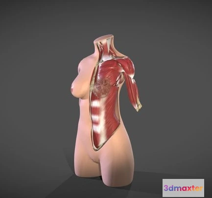1522970 - PBR Game 3D Models - Female Torso Muscle Anatomy 3D Max