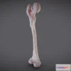 1522972 - PBR Game 3D Models - Femur 3D Max