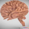 1522980 - PBR Game 3D Models - Fetal Brain Week Sixteen 3D Max