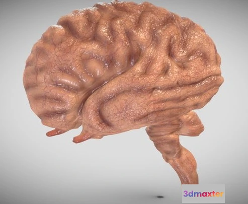 1522980 - PBR Game 3D Models - Fetal Brain Week Sixteen 3D Max