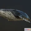 1523074 - PBR Game 3D Models - Humpback Whale 3D Max