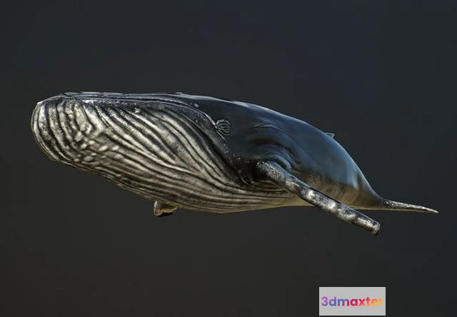1523074 - PBR Game 3D Models - Humpback Whale 3D Max