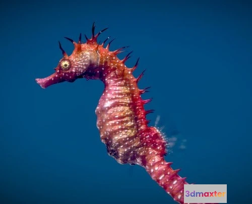 1523228 - PBR Game 3D Models - Long Snouted Seahorse 3D Max