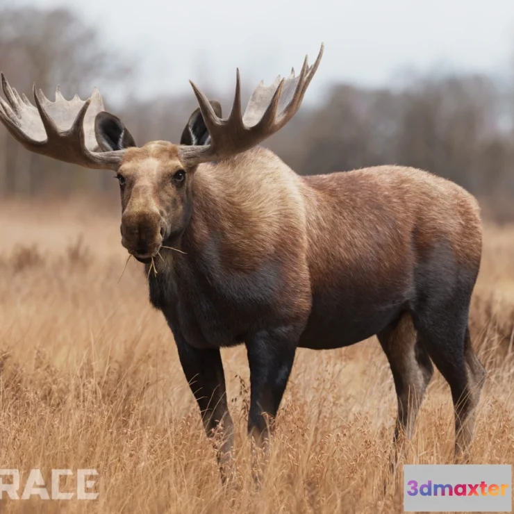 1523386 - PBR Game 3D Models - Moose Male Animated 3D Max
