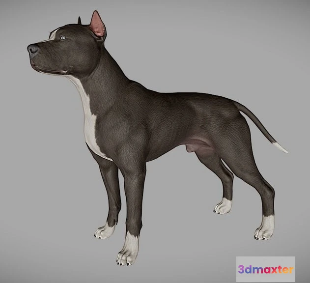 1523588 - PBR Game 3D Models - Pitbull 3D Max