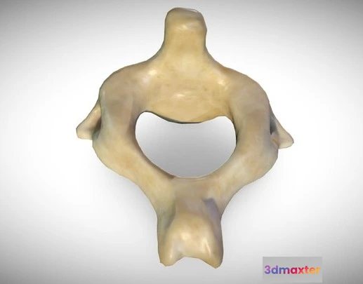 1523628 - PBR Game 3D Models - 2Nd Cervical Vertebra (Axis) 3D Max