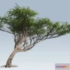 1523658 - PBR Game 3D Models - Acacia tree 3D Max