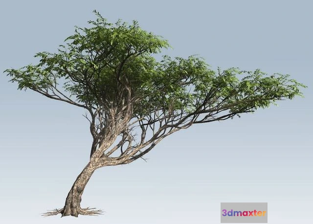 1523658 - PBR Game 3D Models - Acacia tree 3D Max