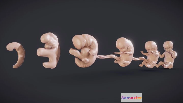 1523780 - PBR Game 3D Models - Baby Stages (Fetal Development) 3D Max