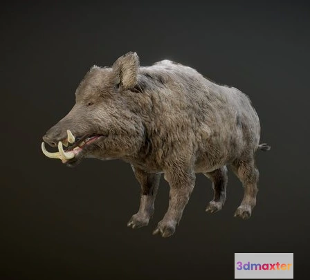 1523822 - PBR Game 3D Models - BOAR ANIMATIONS 3D Max
