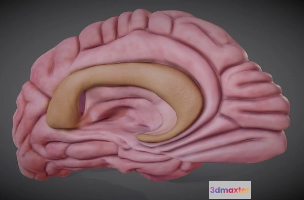 1523830 - PBR Game 3D Models - Brain Left Hemisphere 3D Max