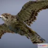 1523838 - PBR Game 3D Models - Brown Falcon 3D Max