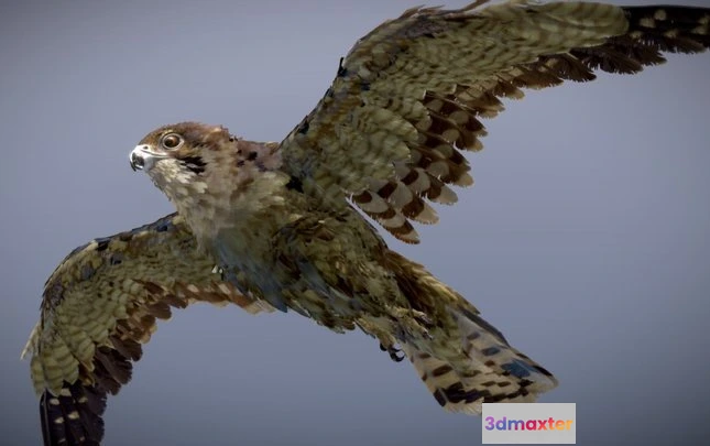 1523838 - PBR Game 3D Models - Brown Falcon 3D Max