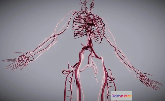 1523866 - PBR Game 3D Models - Cardiovascular System 3D Max
