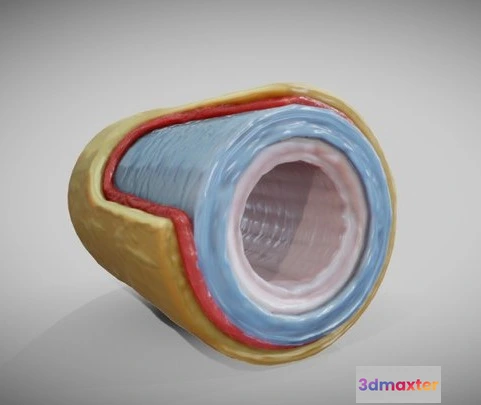 1523936 - PBR Game 3D Models - Elastic Artery 3D Max