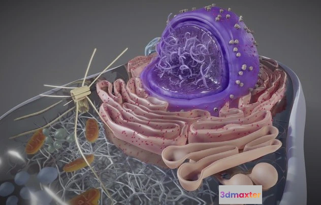 1523946 - PBR Game 3D Models - Eukaryotic Cell Cross Section 3D Max