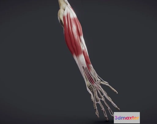 1523954 - PBR Game 3D Models - Extensors Of The Hand 3D Max