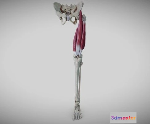 1523956 - PBR Game 3D Models - Extensors Of The Thigh 3D Max