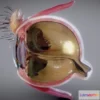 1523958 - PBR Game 3D Models - Eye Cross Section 3D Max