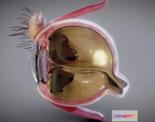1523958 - PBR Game 3D Models - Eye Cross Section 3D Max