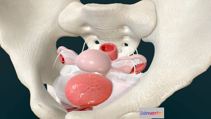 1523972 - PBR Game 3D Models - Female Pelvic Floor   Layers Of Support 3D Max