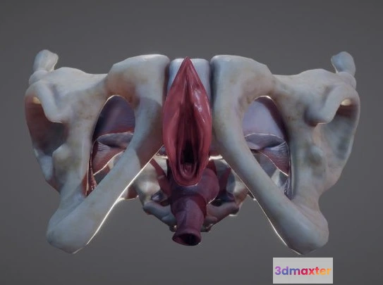 1523974 - PBR Game 3D Models - Female Reproductive System 3D Max