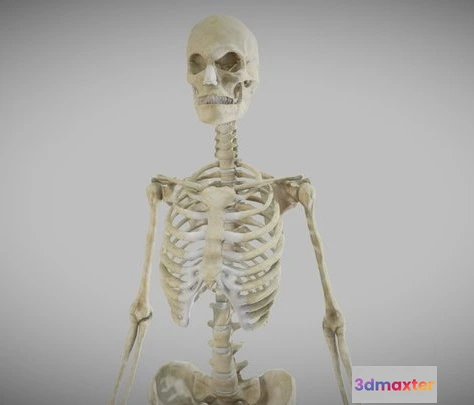 1523976 - PBR Game 3D Models - Female Skeletal System (Skeleton) 3D Max