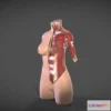 1523978 - PBR Game 3D Models - Female Torso Muscle Anatomy 3D Max
