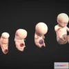 1523986 - PBR Game 3D Models - Fetal Development Stages   Human Embryonic 3D Max