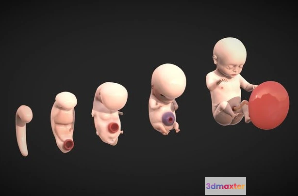 1523986 - PBR Game 3D Models - Fetal Development Stages   Human Embryonic 3D Max