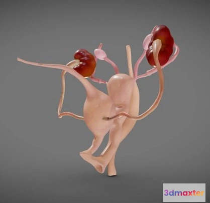 1523988 - PBR Game 3D Models - Fetal Female Reproductive System Week Sixteen 3D Max