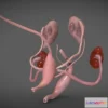 1523990 - PBR Game 3D Models - Fetal Reproductive System Week Eight 3D Max