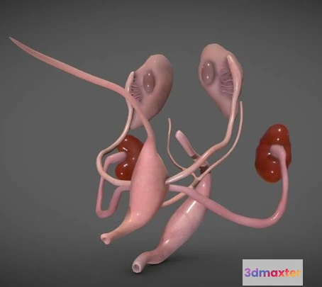 1523990 - PBR Game 3D Models - Fetal Reproductive System Week Eight 3D Max