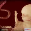 1523992 - PBR Game 3D Models - Fetus (Animated) 3D Max