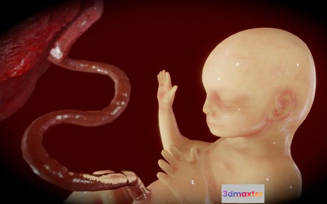 1523992 - PBR Game 3D Models - Fetus (Animated) 3D Max