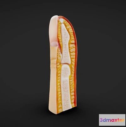 1524004 - PBR Game 3D Models - Finger And Fingernail Cross Section Anatomy 3D Max