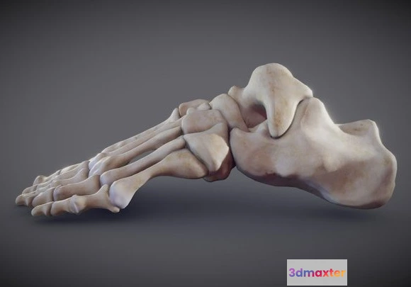1524018 - PBR Game 3D Models - Foot Bones 3D Max