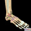 1524024 - PBR Game 3D Models - Foot, Ankle And Ligaments 3D Max