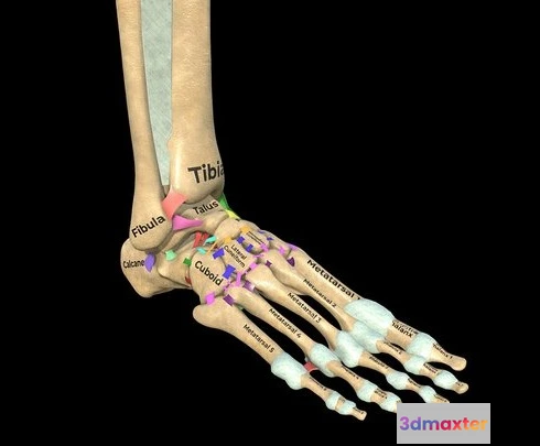 1524024 - PBR Game 3D Models - Foot, Ankle And Ligaments 3D Max
