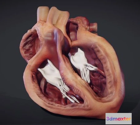 1524062 - PBR Game 3D Models - Heart Cross Section (Animation) 3D Max