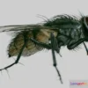 1524070 - PBR Game 3D Models - Housefly ( Musca Domestica ) 3D Max