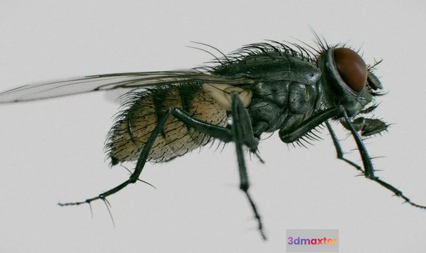 1524070 - PBR Game 3D Models - Housefly ( Musca Domestica ) 3D Max
