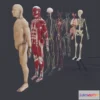 1524072 - PBR Game 3D Models - Human Anatomy (Male)   Explosive View 3D Max