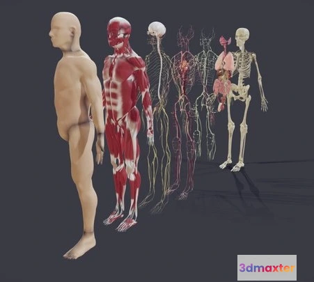 1524072 - PBR Game 3D Models - Human Anatomy (Male)   Explosive View 3D Max