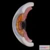 1524074 - PBR Game 3D Models - Human Eye Anatomy 3D Max