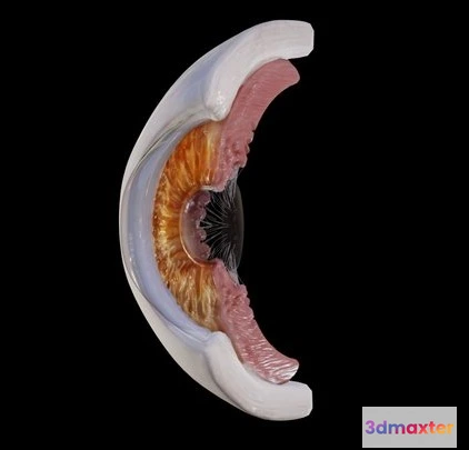 1524074 - PBR Game 3D Models - Human Eye Anatomy 3D Max