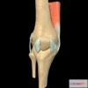 1524122 - PBR Game 3D Models - Knee With External Ligaments 3D Max